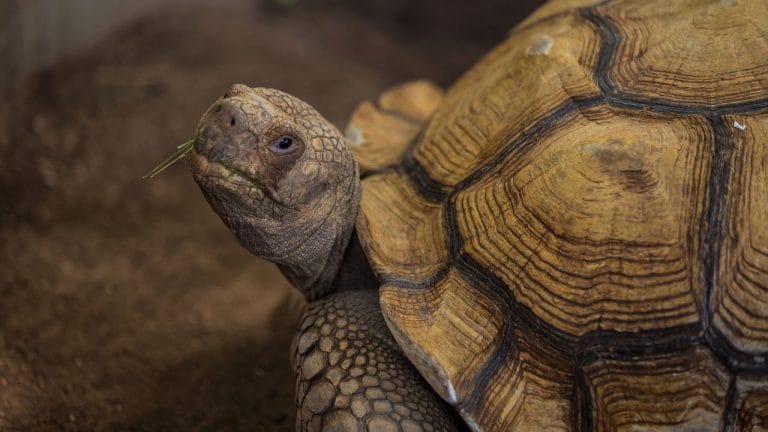 Can Tortoises Recognize Their Owners & Express Love?