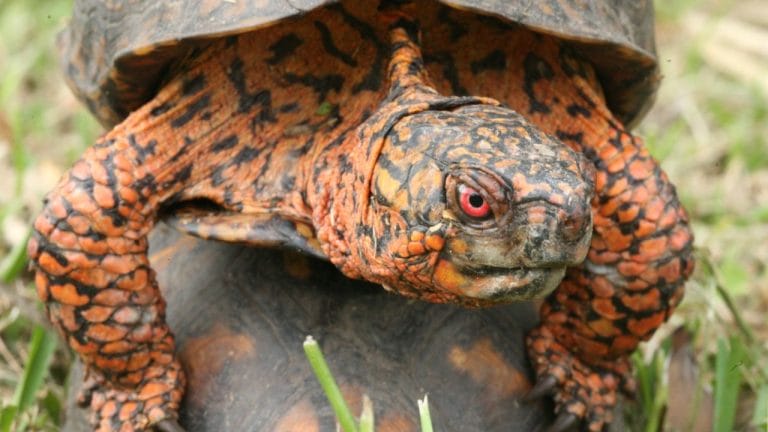Box Turtle Mating Guide: How It Happens?