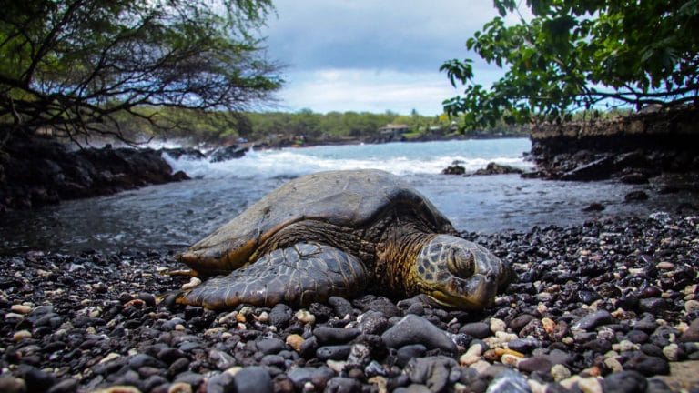 Which Sea Turtles Are Endangered? [7 Comprehensive List]