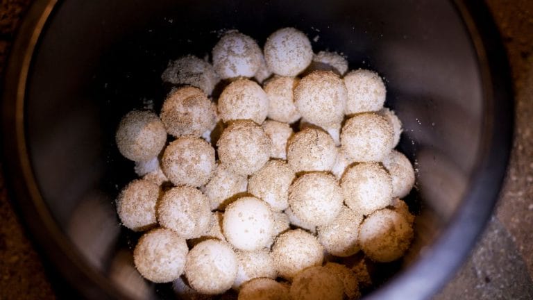 Can Male Turtles Lay Eggs?