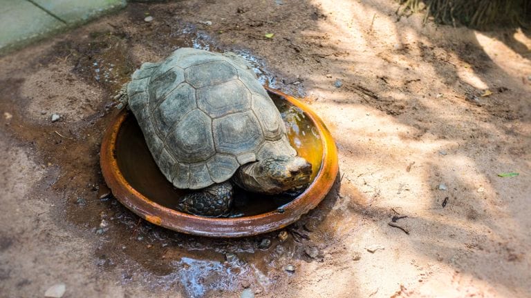 How To Soak Your Sulcata Tortoise?