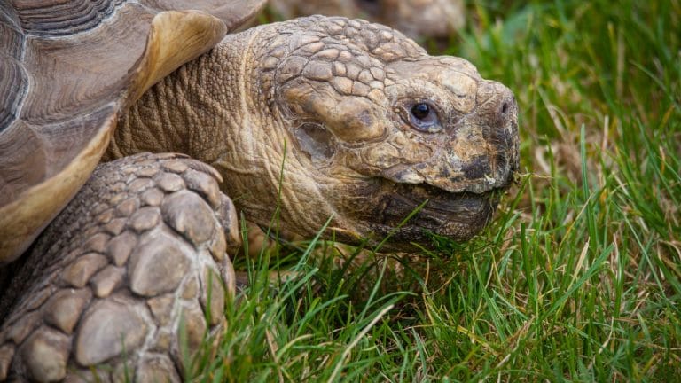 How To Grow Grass In Home For Your Tortoise?