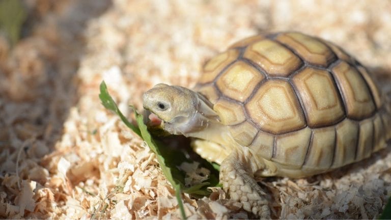 How To Take Care Of Sulcata Tortoise In Winter?