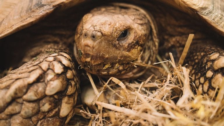 6 Best Hay For Sulcata Tortoise [Expert’s Recommendations]