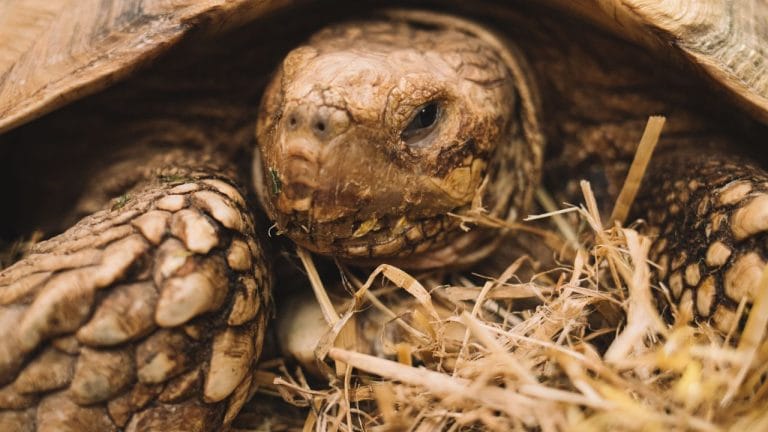 Is My Tortoise Hibernating Or Dead?