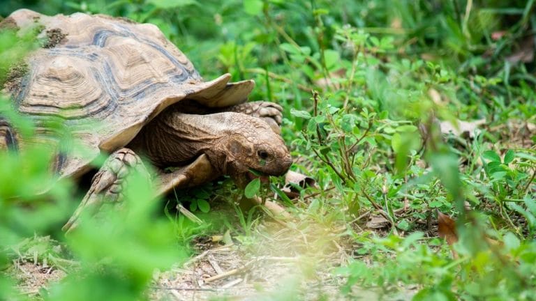 Why Did My Sulcata Tortoise Die? [8 Probable Reasons]