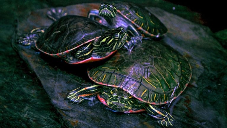 Can Painted Turtles Mate With Red Eared Sliders?