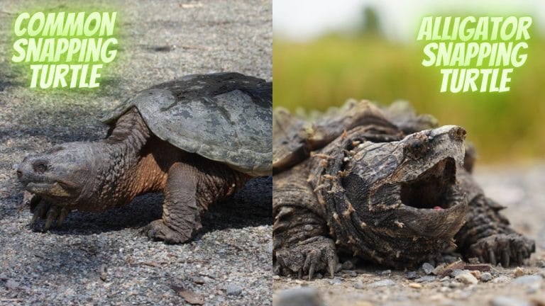Common Snapping Turtle vs. Alligator Snapping Turtle [15 Differences]