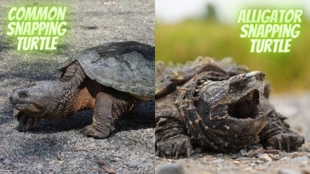 Common Snapping Turtle vs. Alligator Snapping Turtle [15 Differences