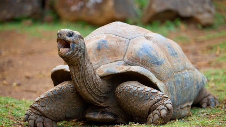 What To Do If My Tortoise Is On Its Back? [3 Reasons] – The Turtle Hub