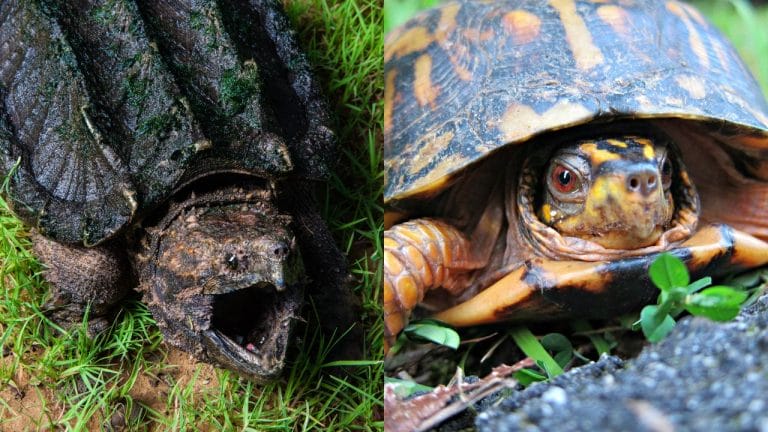 Snapping Turtle vs. Box Turtle [15 Differences]