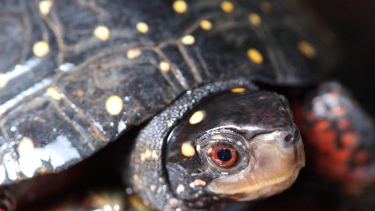 What Colors Turtles Come With? [Striking Pictures]