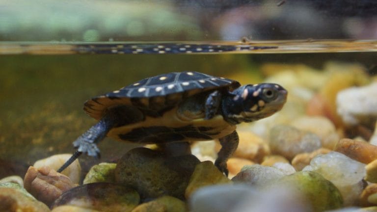 Top 10 Mistakes To Avoid When Raising a Pet Turtle: Expert Advice