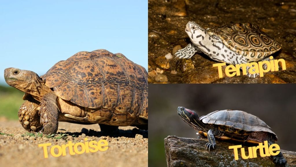 Turtle vs. Tortoise vs. Terrapin [Difference Chart] – The Turtle Hub