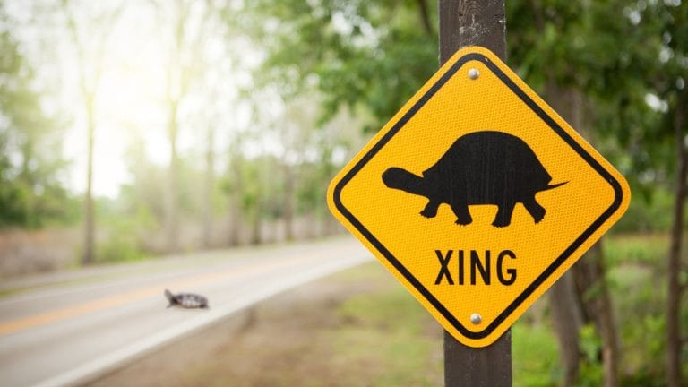 What Does It Mean When A Turtle Crosses Your Path?