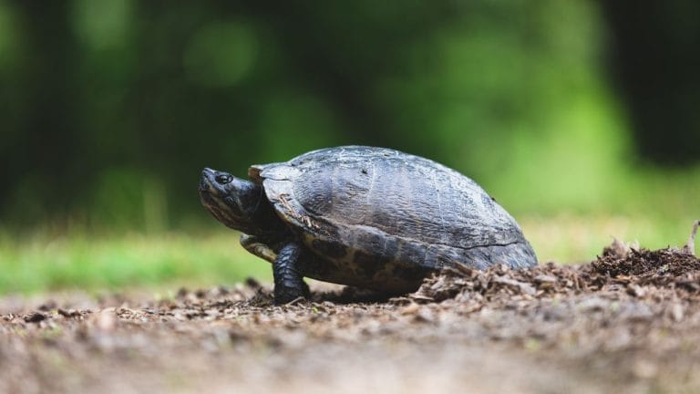 Can You Let A Turtle Walk Around Your House?