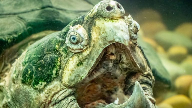 Are Snapping Turtles Dangerous? [Facts You Must Know]
