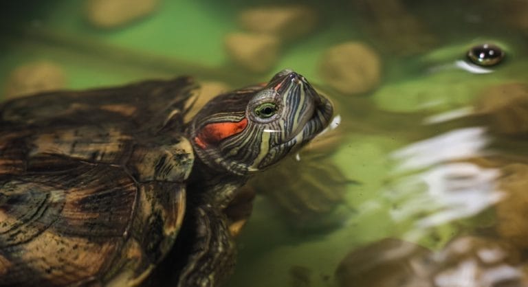 Trachemys scripta (Pond Slider)