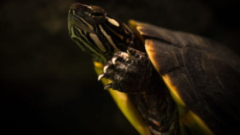 Antibiotics For Turtles: What Vets Actually Prescribe For Each Illness