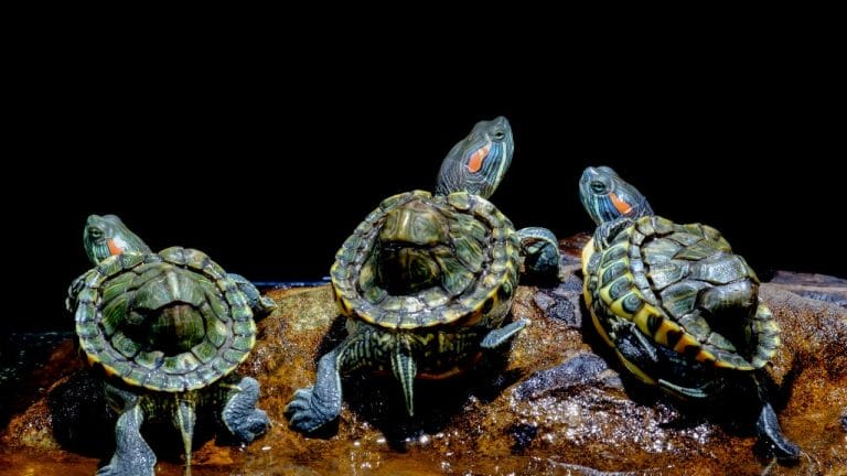 10 Most Weird Things That Scare Turtles