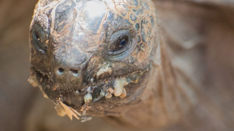 Tortoise Eye Infection: Causes, Prevention, Treatment