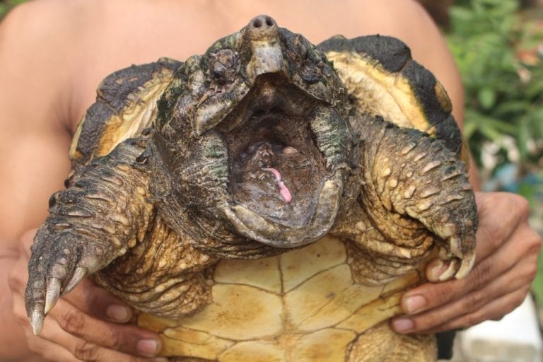 He Got Too Close—And the Snapping Turtle Almost Took His Nose Off