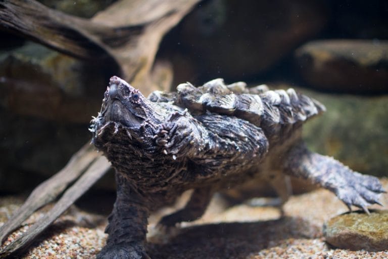 10 DIY Snapping Turtle Tank Ideas That Look Amazing