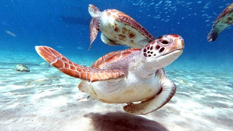 How Far Do Sea Turtles Travel?
