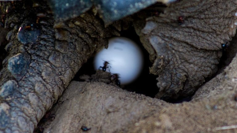 Do Turtles Have Amniotic Eggs?