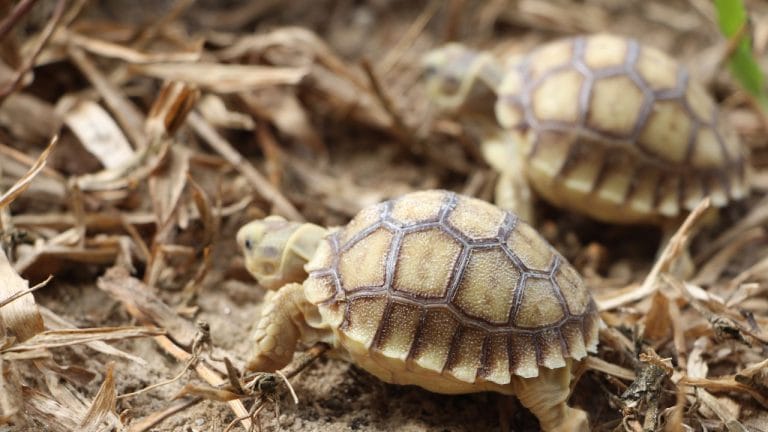 Tortoise Poop & What It Tells About Tortoise’s Health – The Turtle Hub