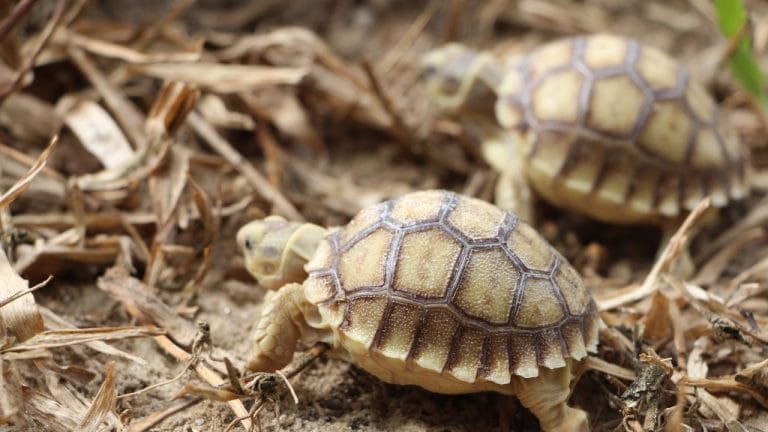 Can Two Tortoises Live Together? 