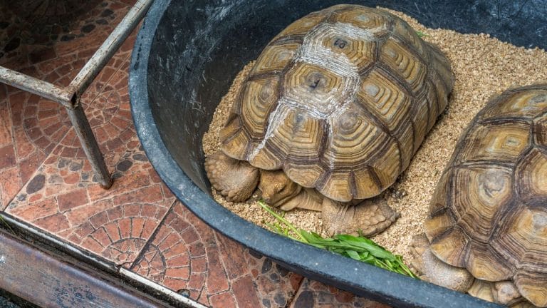 How To Sell Your Tortoise? [Tortoise Selling Guide]