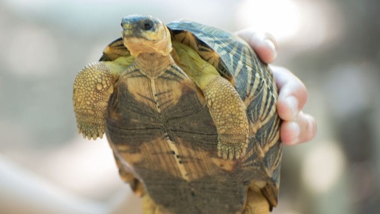 Can Tortoises Live With Other Reptiles?