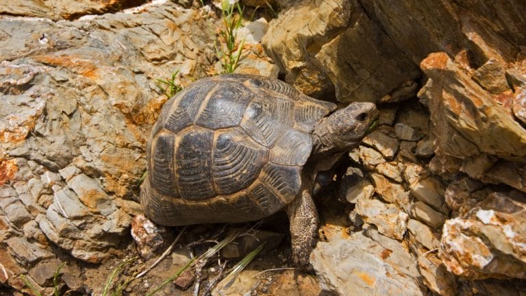 Testudo graeca (Greek Tortoise)