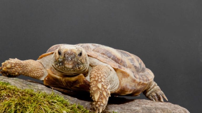 Malacochersus tornieri (Pancake Tortoise)
