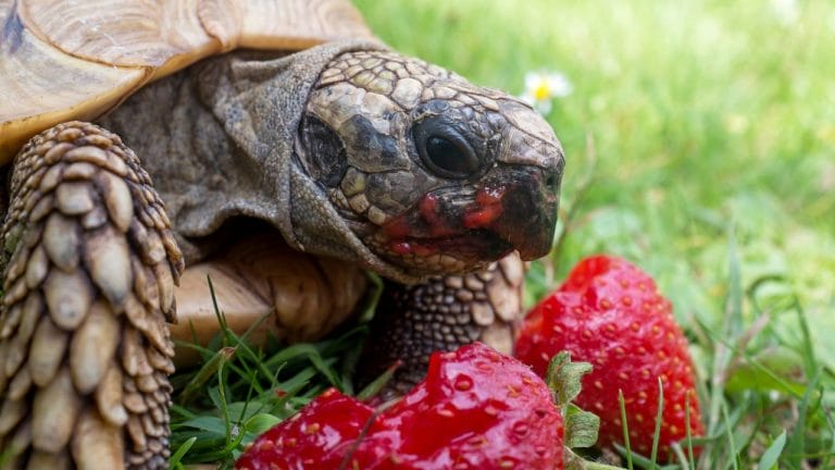 Tortoises: Smarter Than You Might Think!
