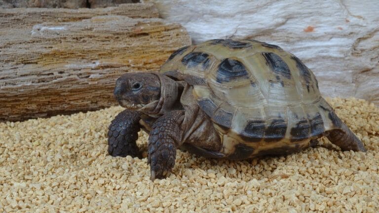 Horsefield Tortoise Care Guide [Absolute Beginners]