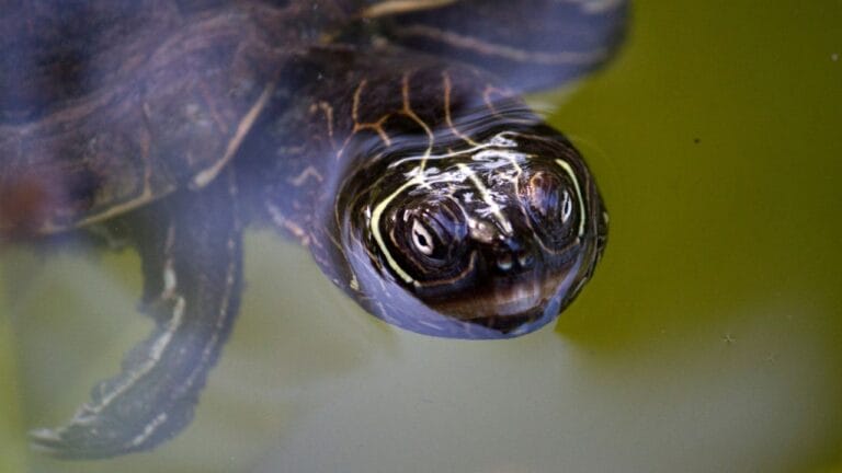 How Smart Are Turtles? (This May Come Unexpected to You)