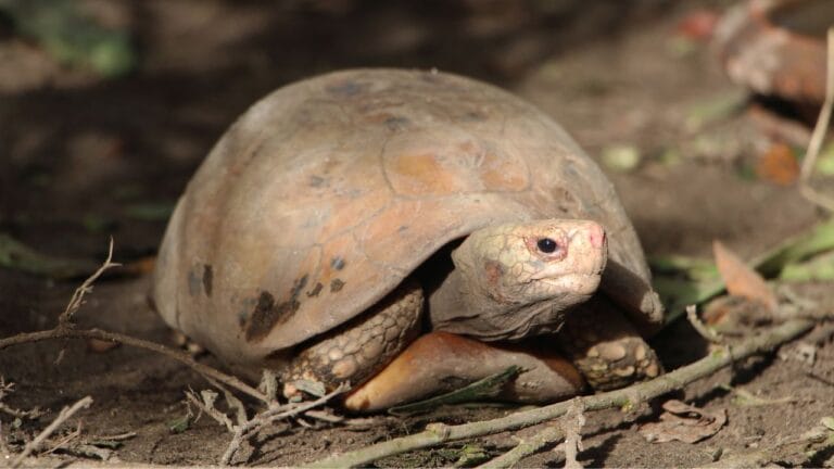 Tortoise Beak Too Long? 6 Things You Can Do