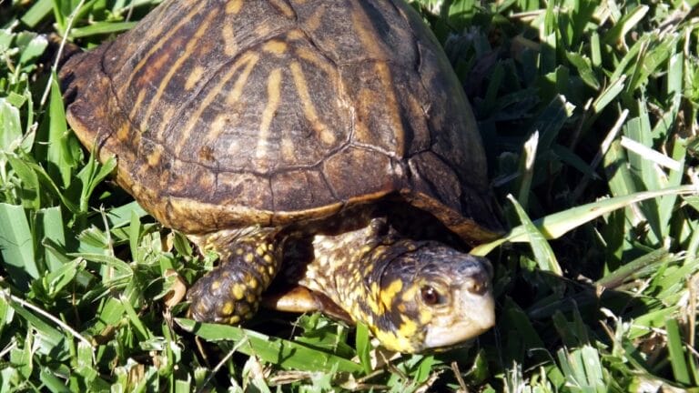 Terrapene carolina bauri (Florida Box Turtle)