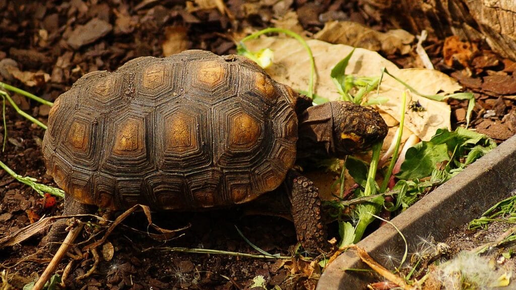 Red-Footed Tortoise