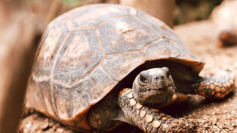 Chelonoidis carbonarius (Red-footed Tortoise)