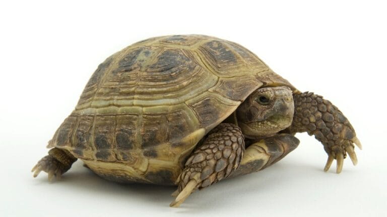 Russian Tortoises For Sale: The Benefits Of Buying Online