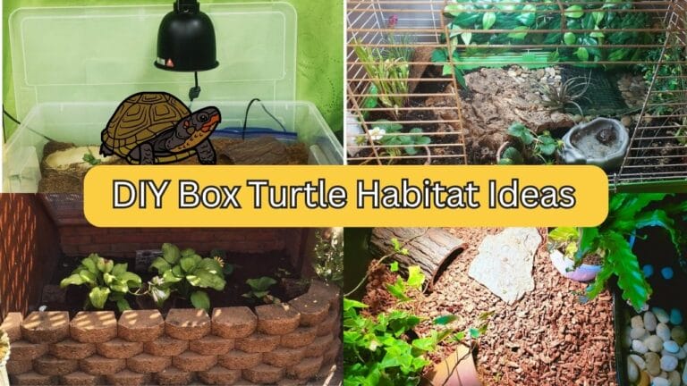 25 DIY Box Turtle Habitat Ideas & Inspirations For Beginners