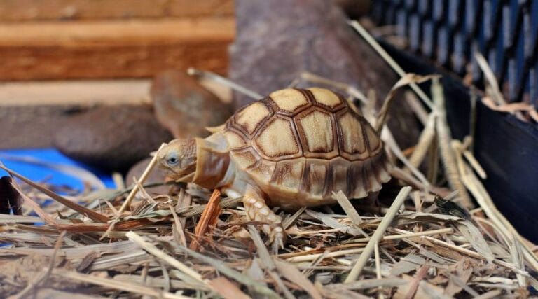 30 DIY Tortoise Enclosure Ideas For A Natural Haven