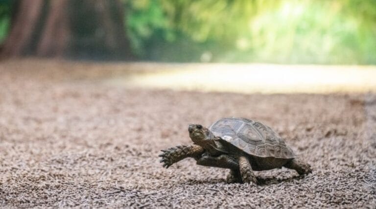 Can Tortoises Walk Backwards? [Myth?]