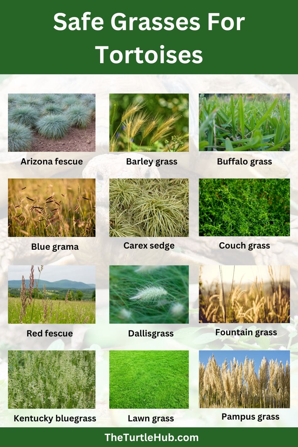 Safe Grasses For Tortoises