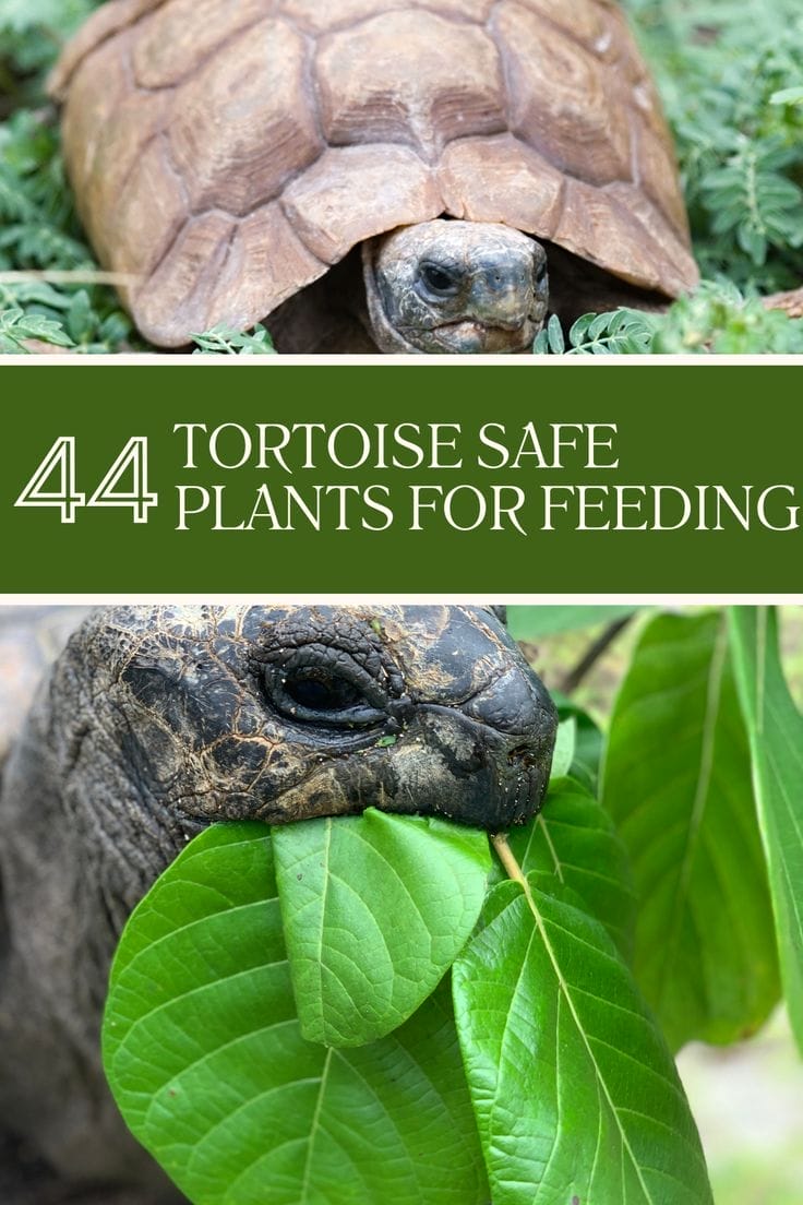 44 Tortoise Safe Plants That Are Perfect For Feeding – The Turtle Hub