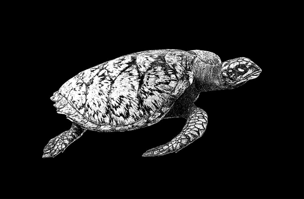 Ocean turtle on an isolated black background. Vector illustration EPS 8.