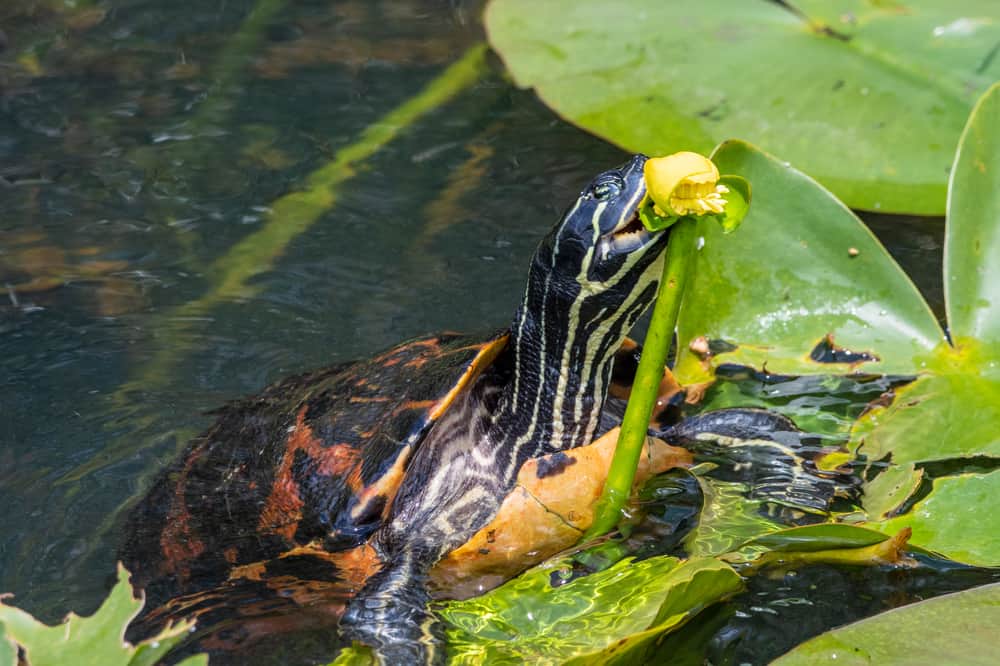Florida red-bellied turtle eating a yellow pond lily